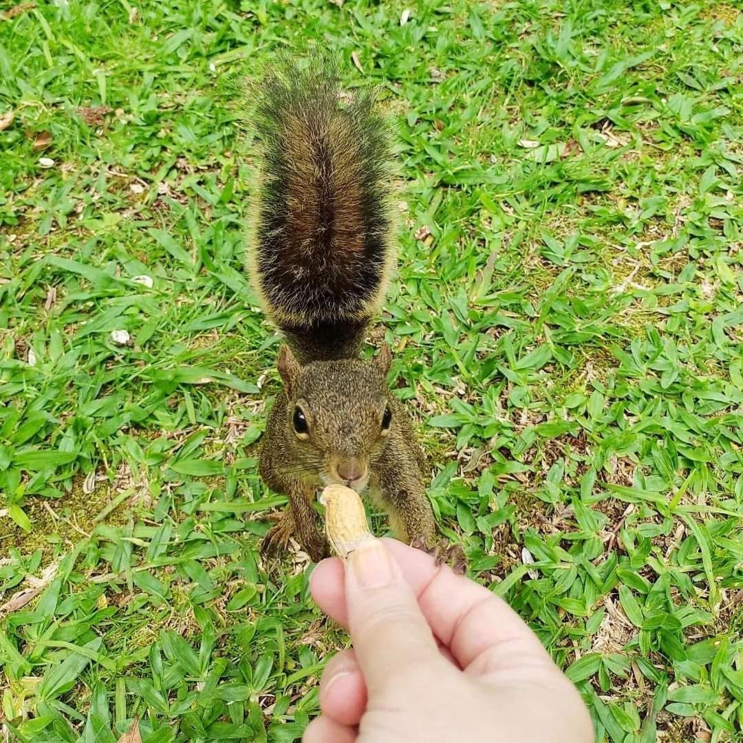 Pousada Paraiso Das Araucarias Hotel Monte Verde  Luaran gambar